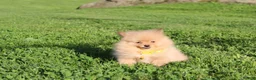 Pomeranian dogs for sale: Finn - Ad 20