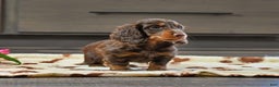 Miniature Dachshund dogs for sale: Frankie - Ad 2