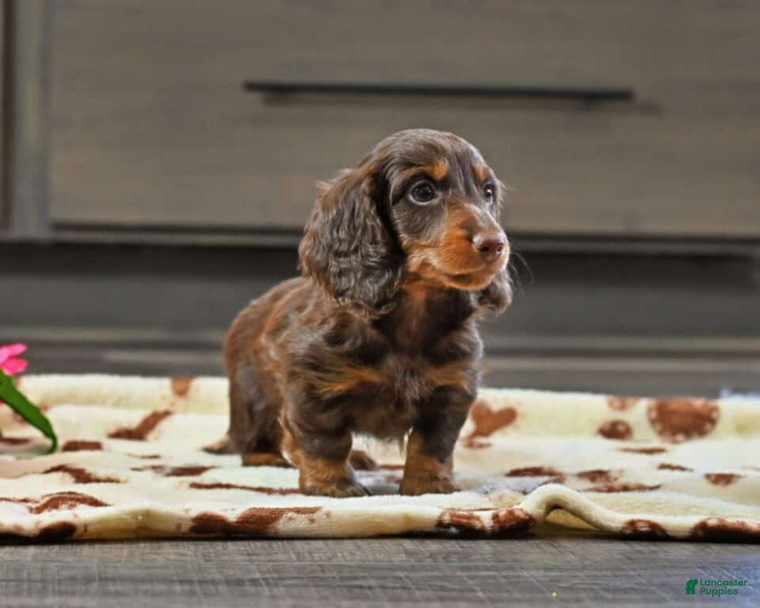 Miniature Dachshund dogs for sale: Frankie - Ad 2