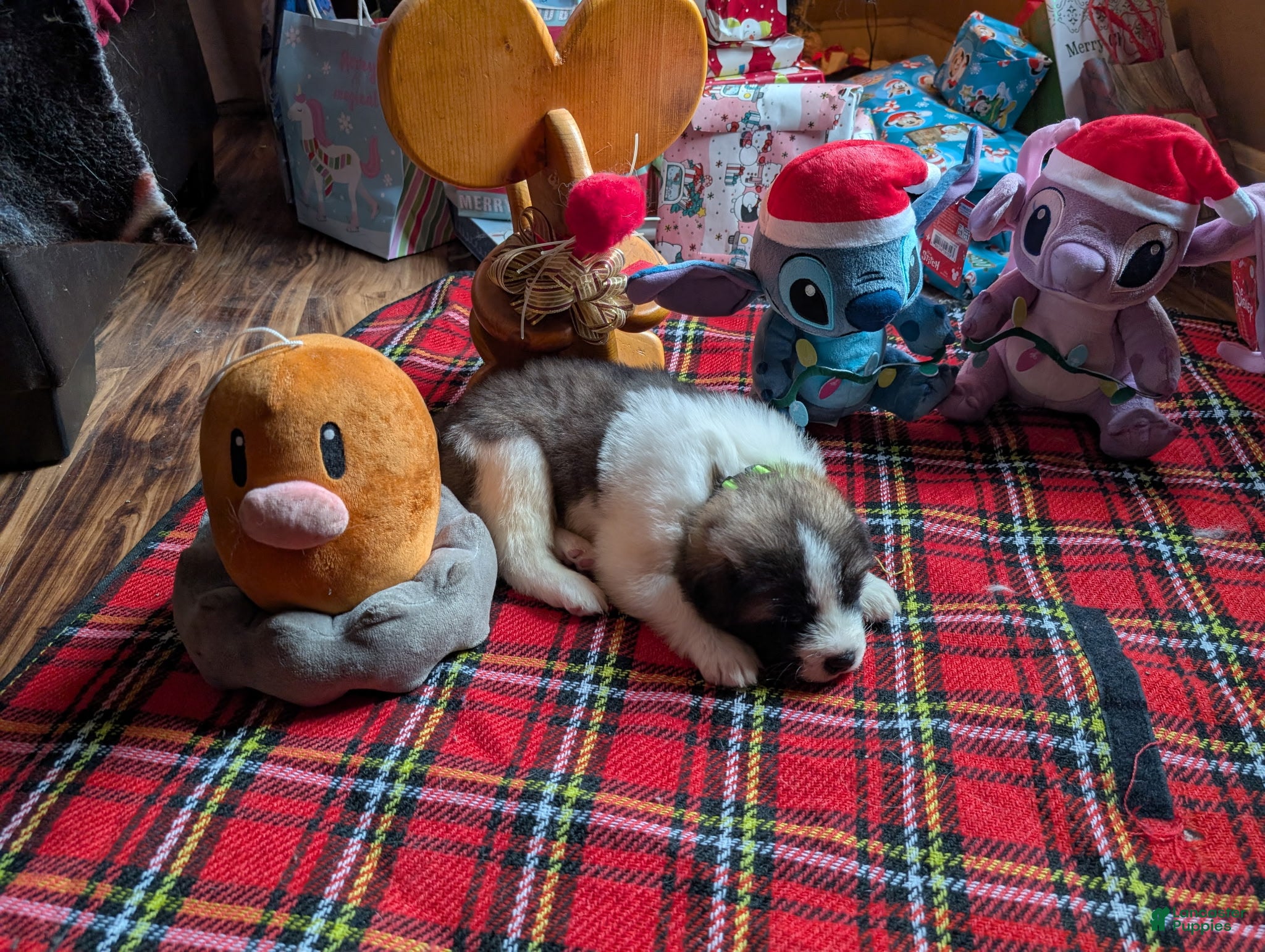 Akita dogs Loki - Ad 14