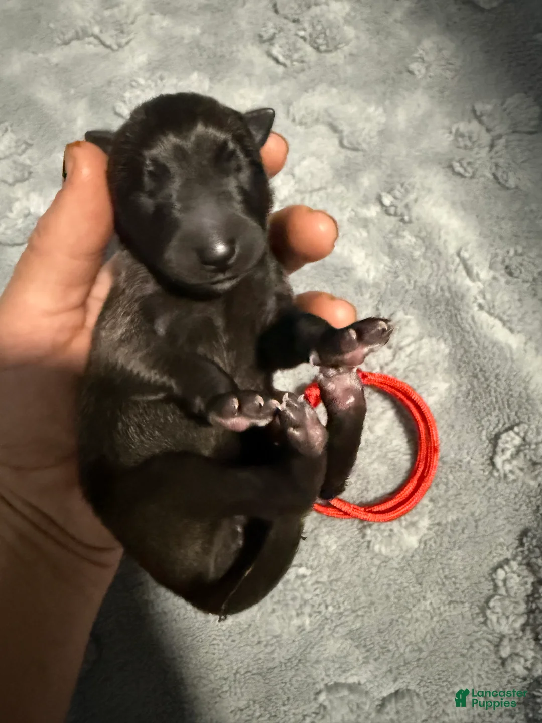 Belgian Malinois dogs for sale: Red Collar - Ad 2
