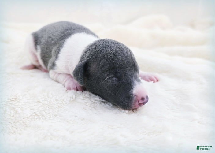Italian Greyhound dogs Skynyrd - Ad 2