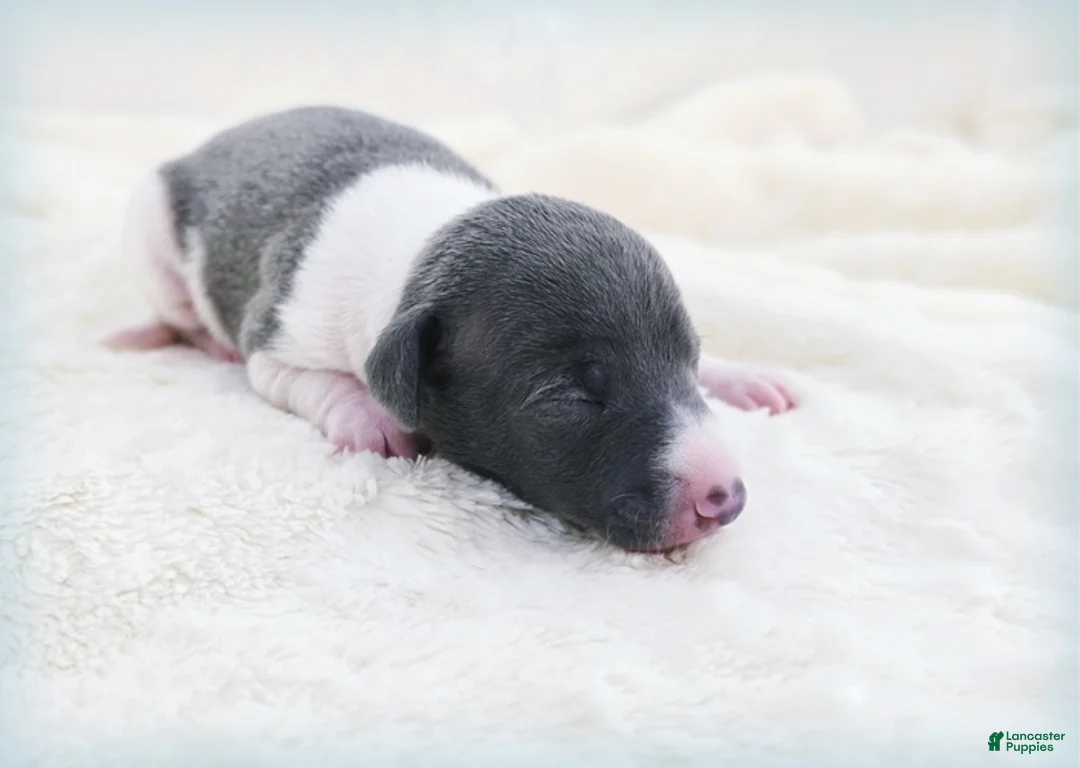 Italian Greyhound dogs for sale: Skynyrd - Ad 2