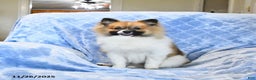 Pomeranian dogs for sale: Larry - Ad 1