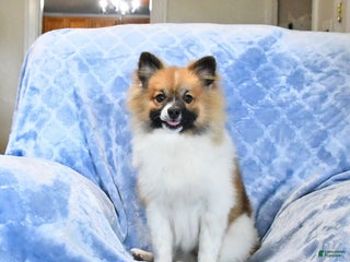 Pomeranian dogs Larry - Ad 20