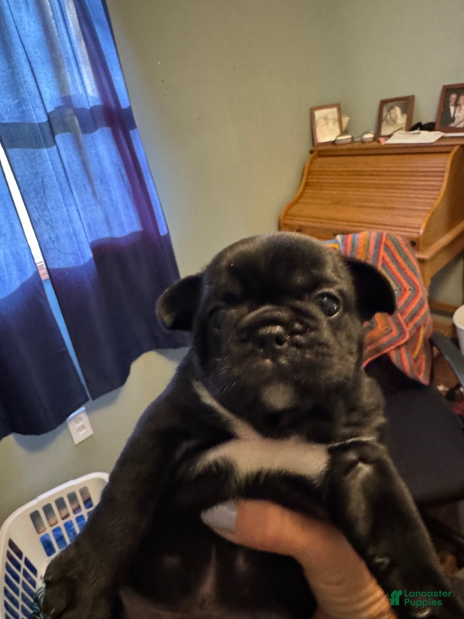 Frug dogs Frug Puppy 2 - Ad 8