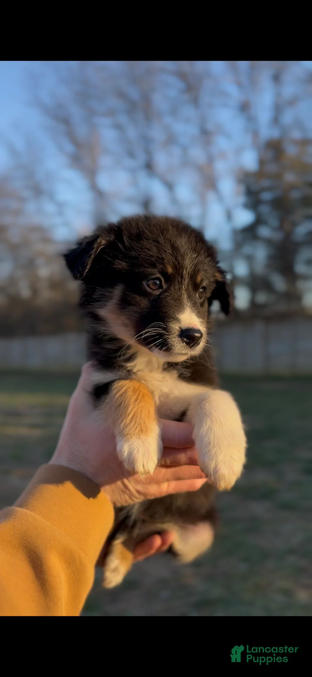 Miniature Australian Shepherd dogs for sale: Nova - Ad 2