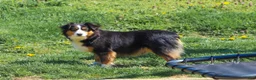 Miniature Australian Shepherd dogs for sale: Felisha - Ad 14