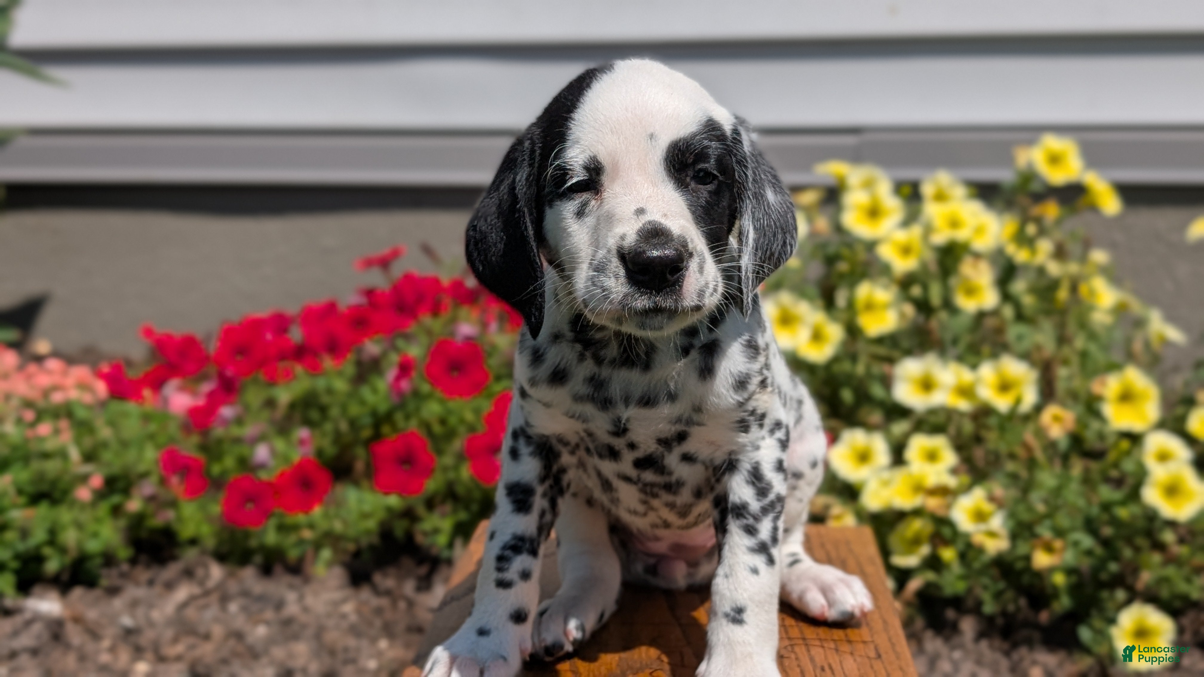 Dalmatian dogs Willow  - Ad 2