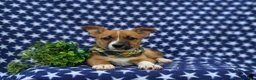 Mixed Breed dogs for sale: Derek - Ad 8