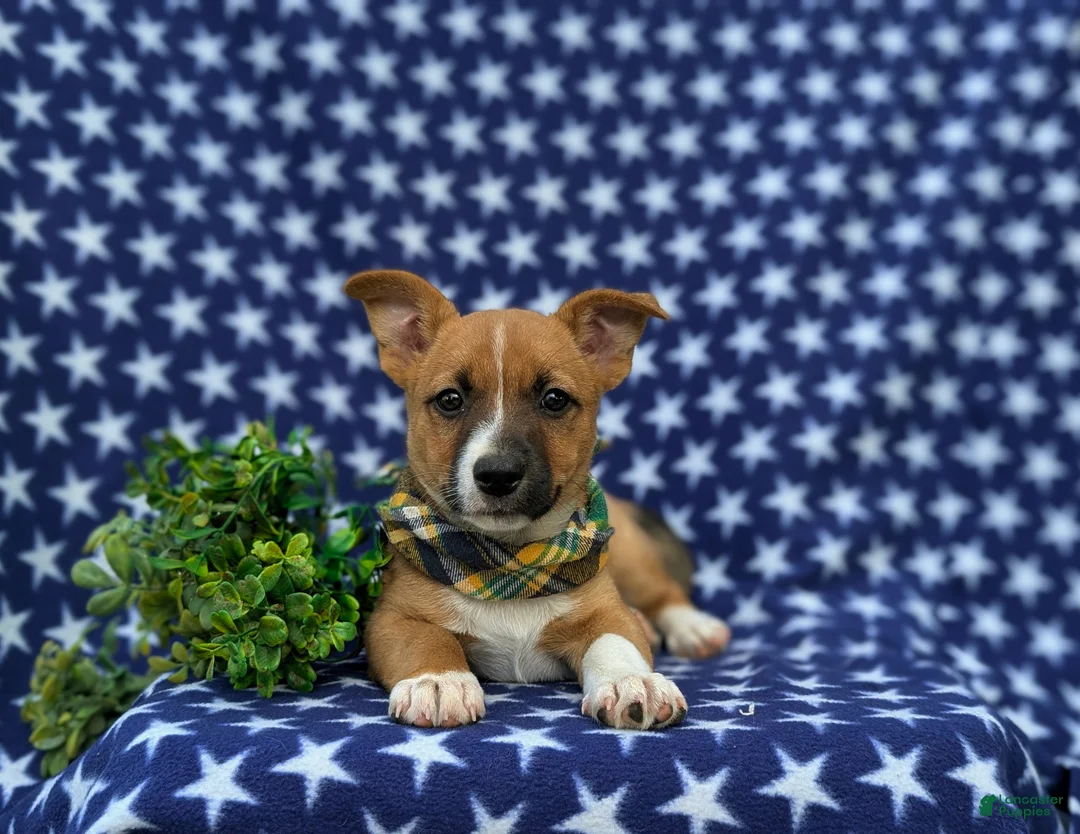 Mixed Breed dogs for sale: Derek - Ad 8