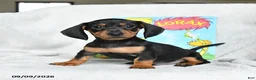 Miniature Dachshund dogs for sale: Lorax - Ad 5