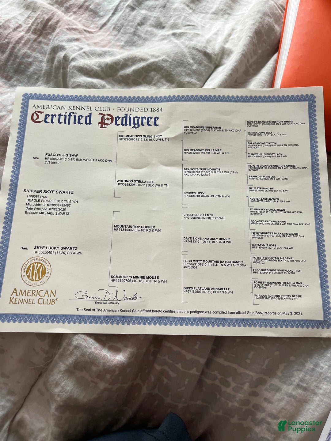 Beagle dogs for sale: Beagle Puppy 3 - Ad 5