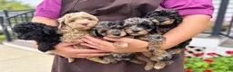 Miniature Poodle dogs for sale: Daisy - Miniature - Ad 5