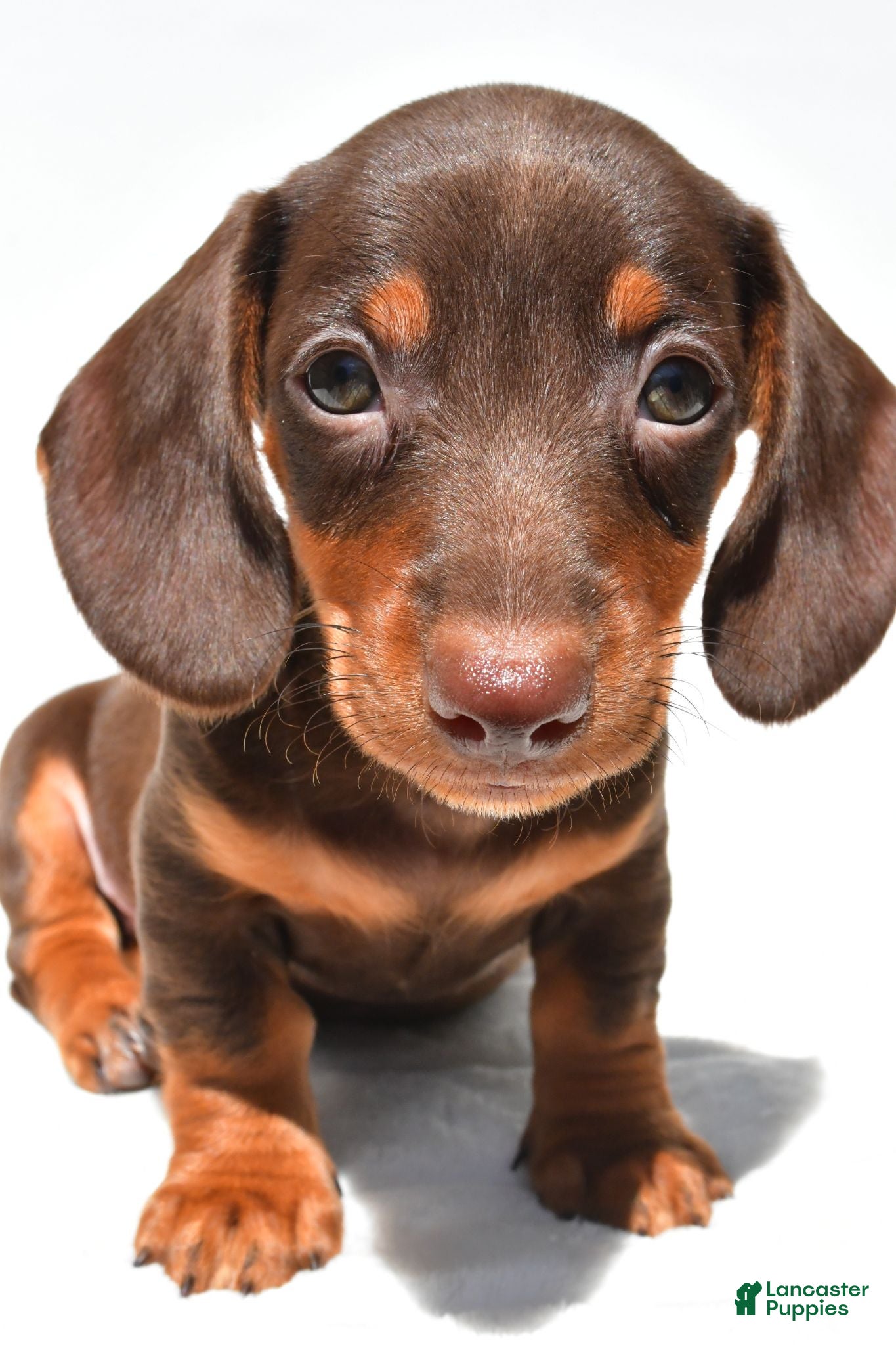 Dachshund dogs Teddy - Ad 2