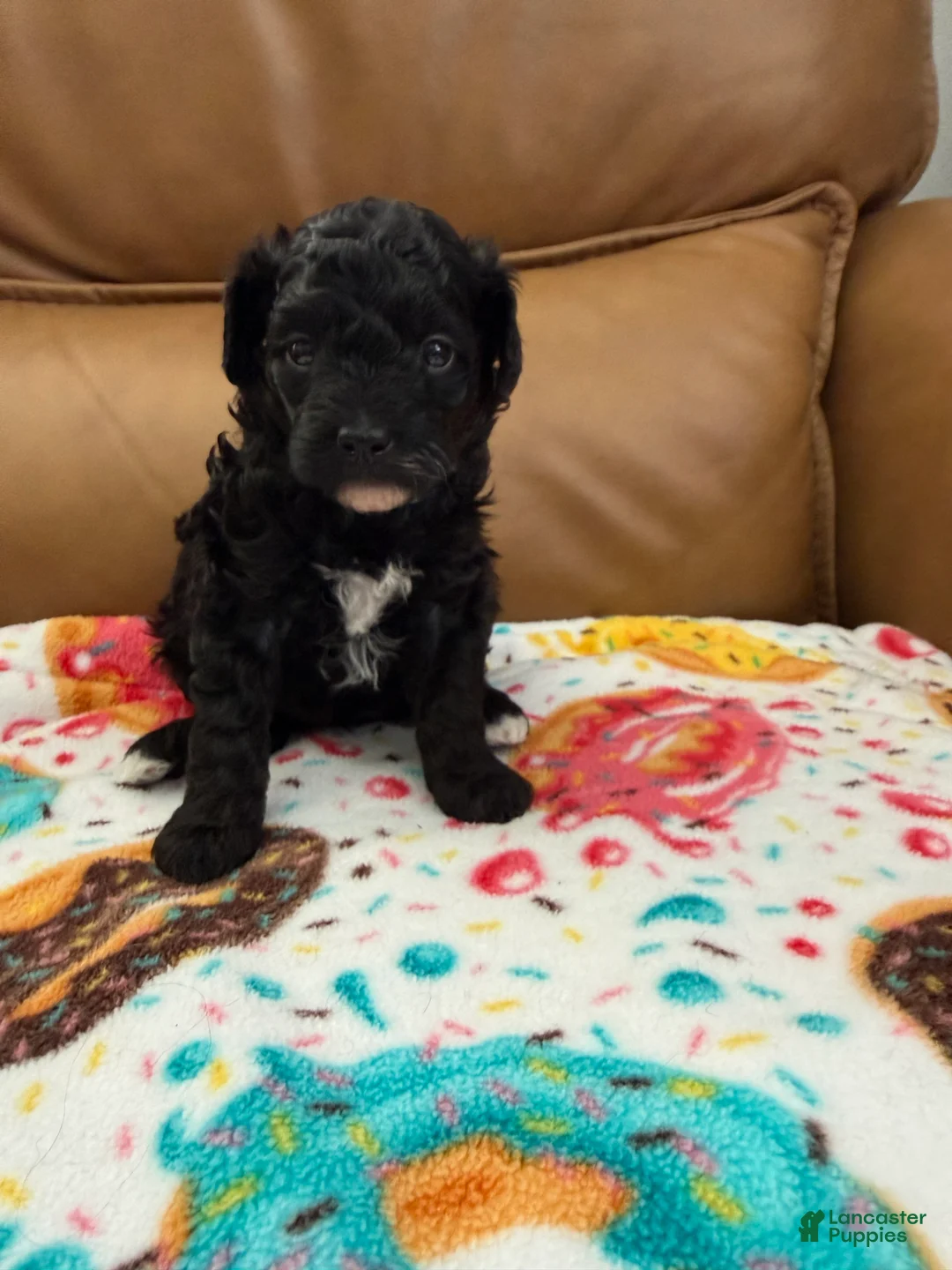 Miniature Poodle dogs for sale: CARTER - Ad 1