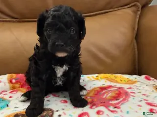 Miniature Poodle dogs for sale: CARTER - Ad 4