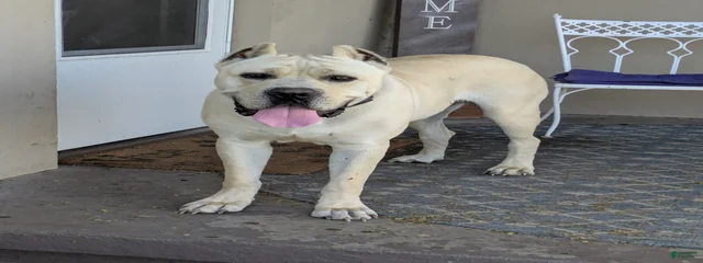 Koda
