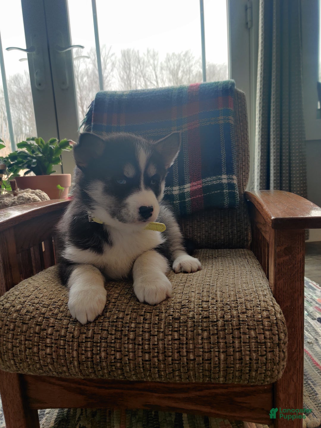 Siberian Husky dogs for sale: Polly - Ad 1