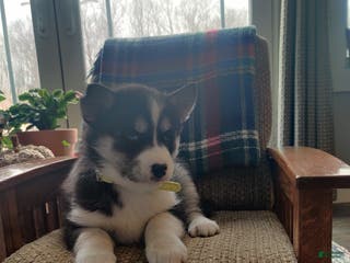 Siberian Husky dogs Polly - Ad 42