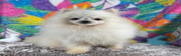Pomeranian dogs for sale: Pomeranian Puppy 1 - Ad 5