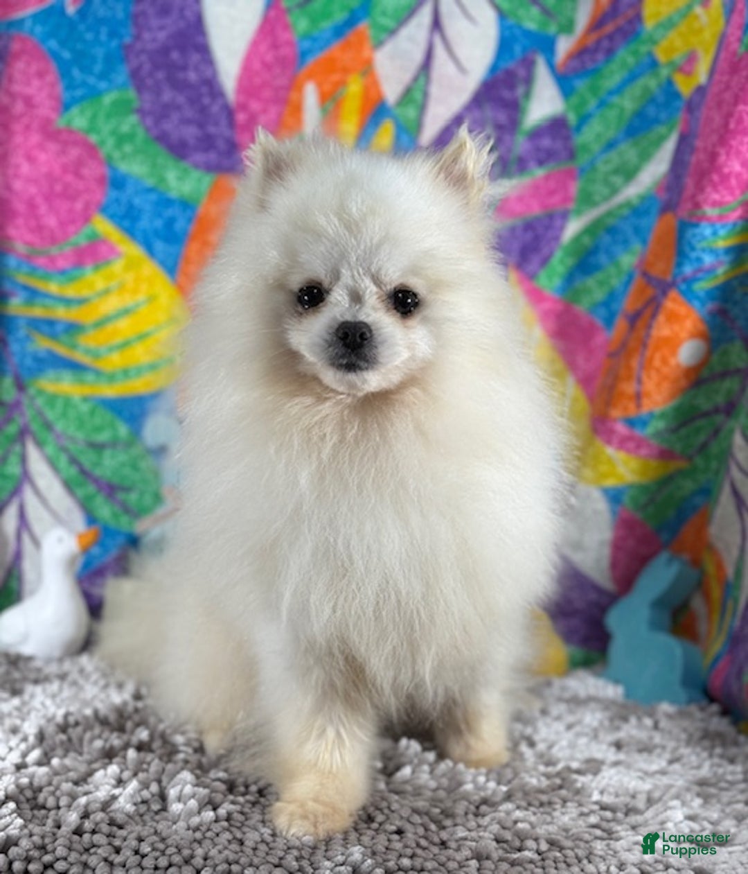 Pomeranian dogs for sale: Pomeranian Puppy 1 - Ad 5