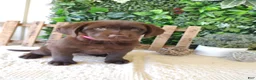 Labrador Retriever dogs for sale: Iris - Ad 1