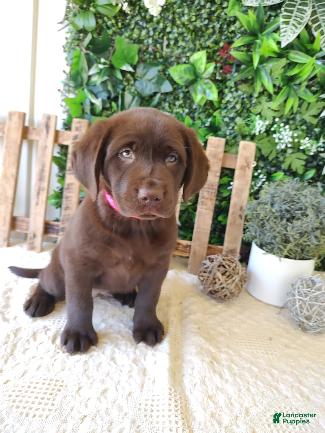 Labrador Retriever dogs for sale: Iris - Ad 1