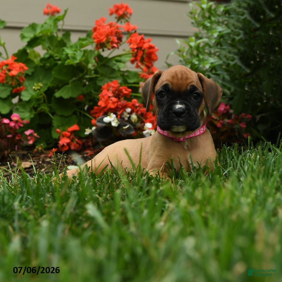 Boxer dogs Nutmeg - Ad 2