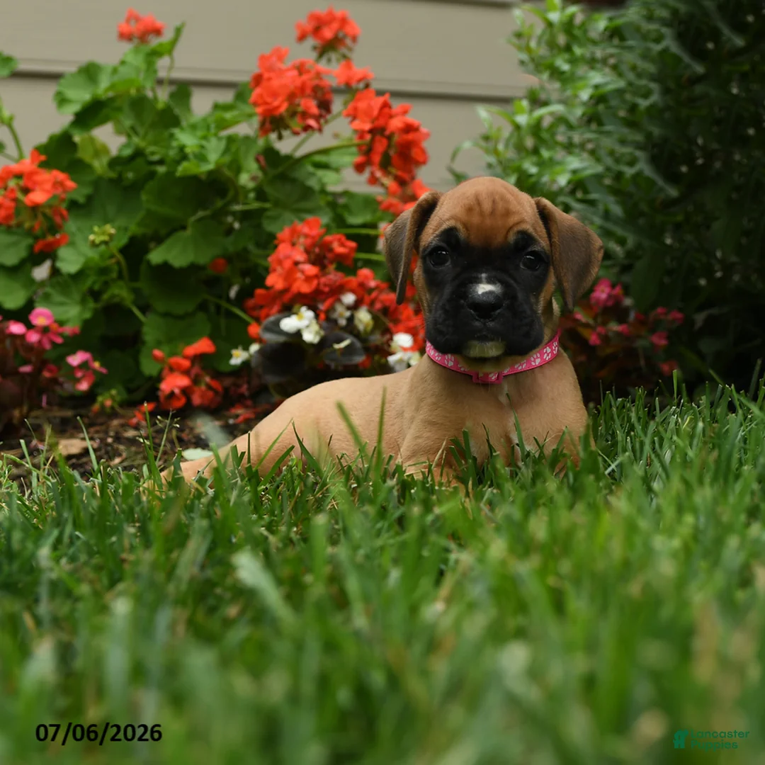 Boxer dogs for sale: Nutmeg - Ad 2
