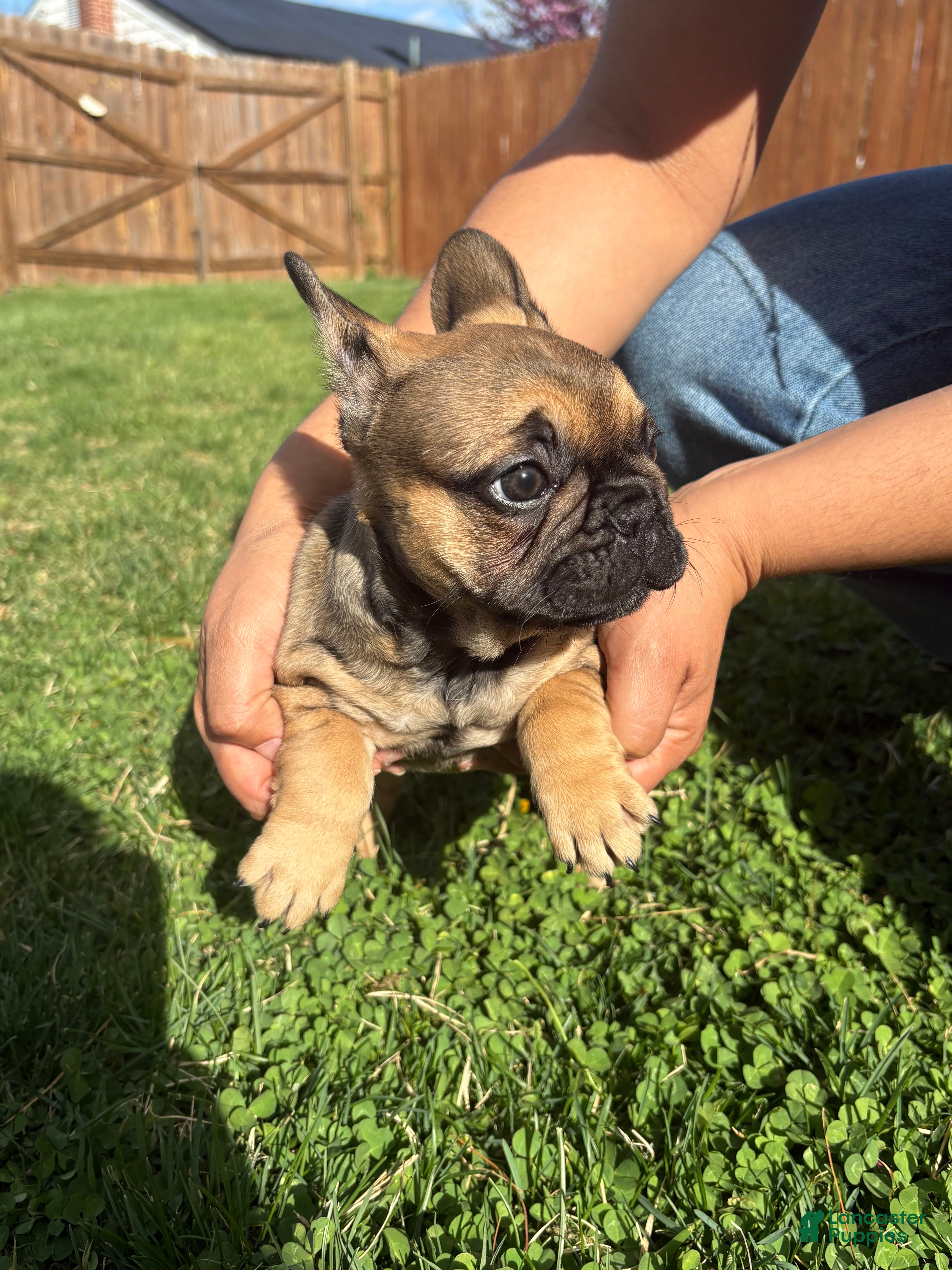 French Bulldog dogs French Bulldog Puppy Female  - Ad 1