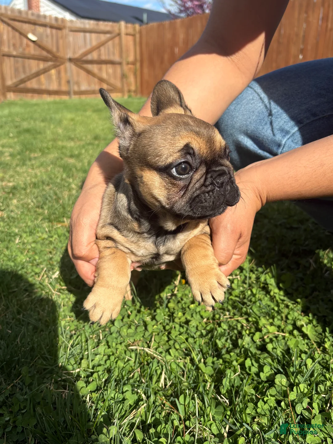 French Bulldog dogs for sale: French Bulldog Puppy Female  - Ad 1