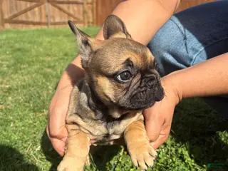 French Bulldog dogs for sale: French Bulldog Puppy Female - Ad 3