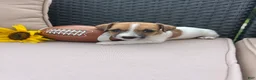 Jack Russell Terrier dogs for sale: Toby - Ad 3