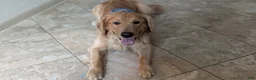 Golden Retriever dogs for sale: Golden Retriever (Pink Collar) - Ad 4