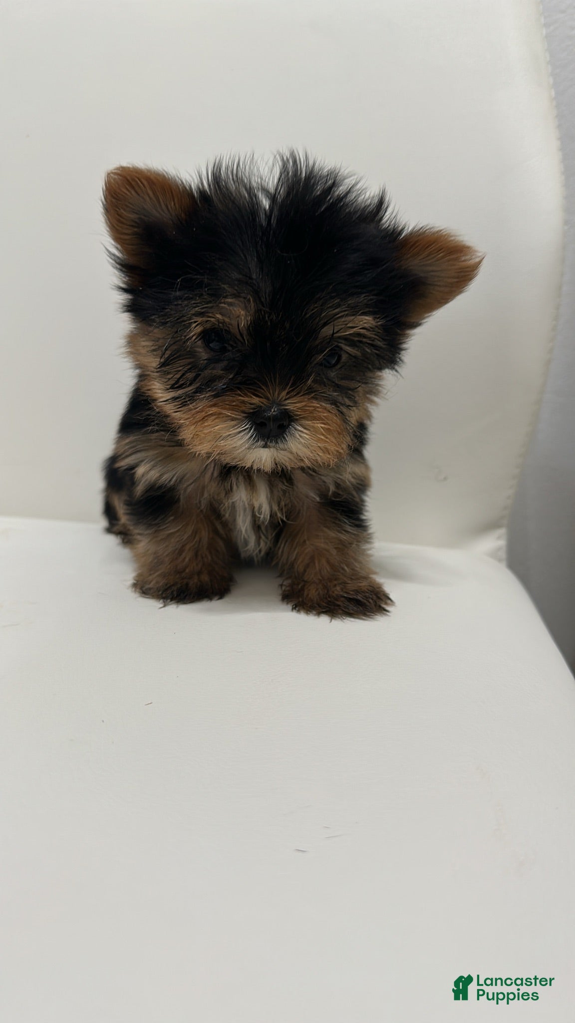 Yorkshire Terrier dogs Teacup Barbie - Ad 3