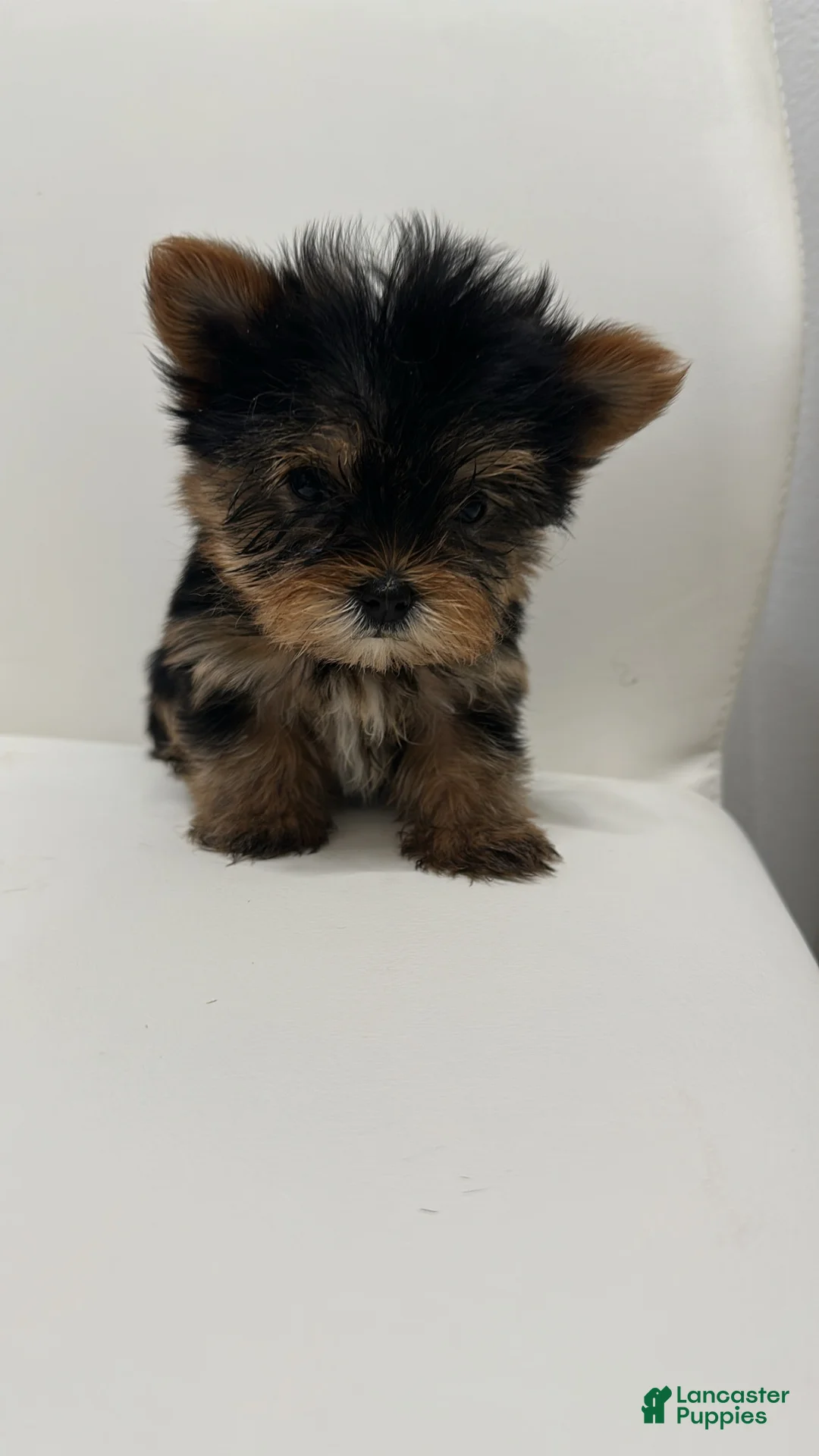 Yorkshire Terrier dogs for sale: Teacup Barbie - Ad 1