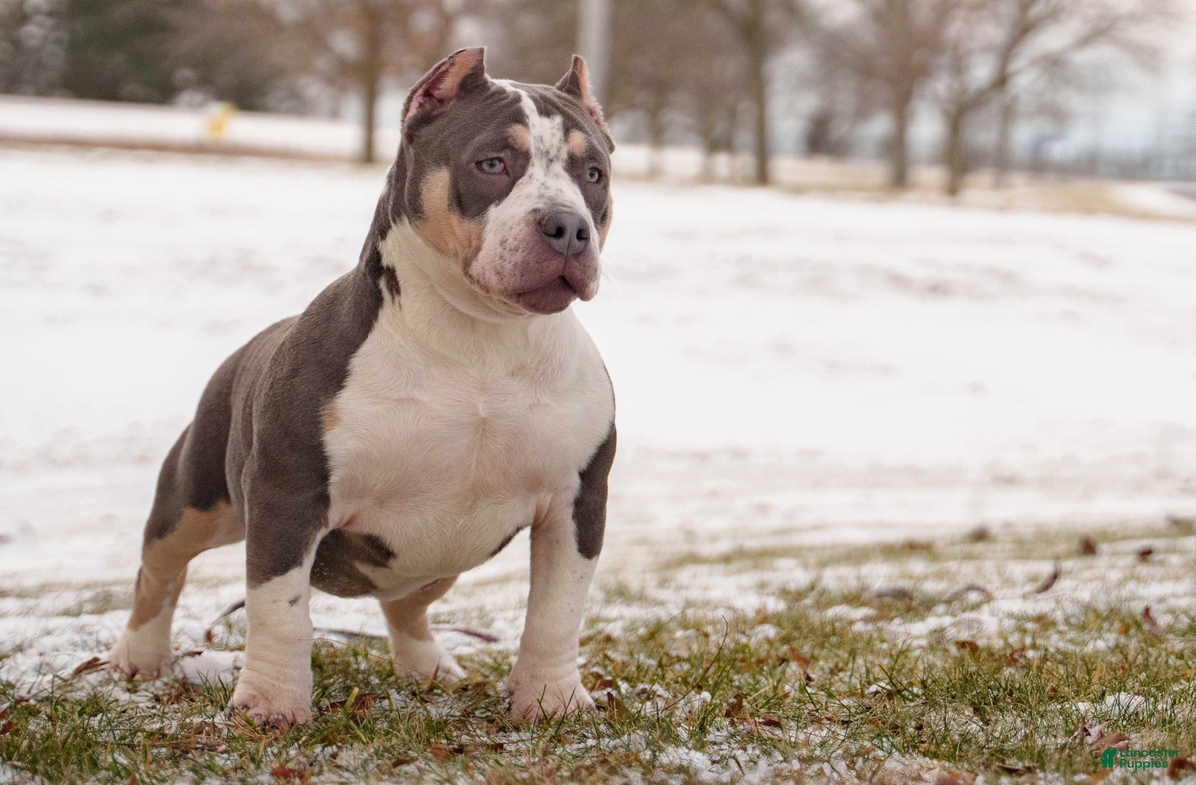 American Bully dogs American Bully Puppy 1 - Ad 2