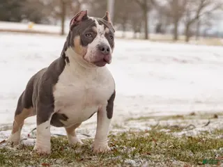 American Bully dogs American Bully Puppy 1 - Ad 2