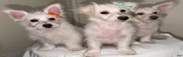Westiepoo dogs for sale: Olaf - Ad 5