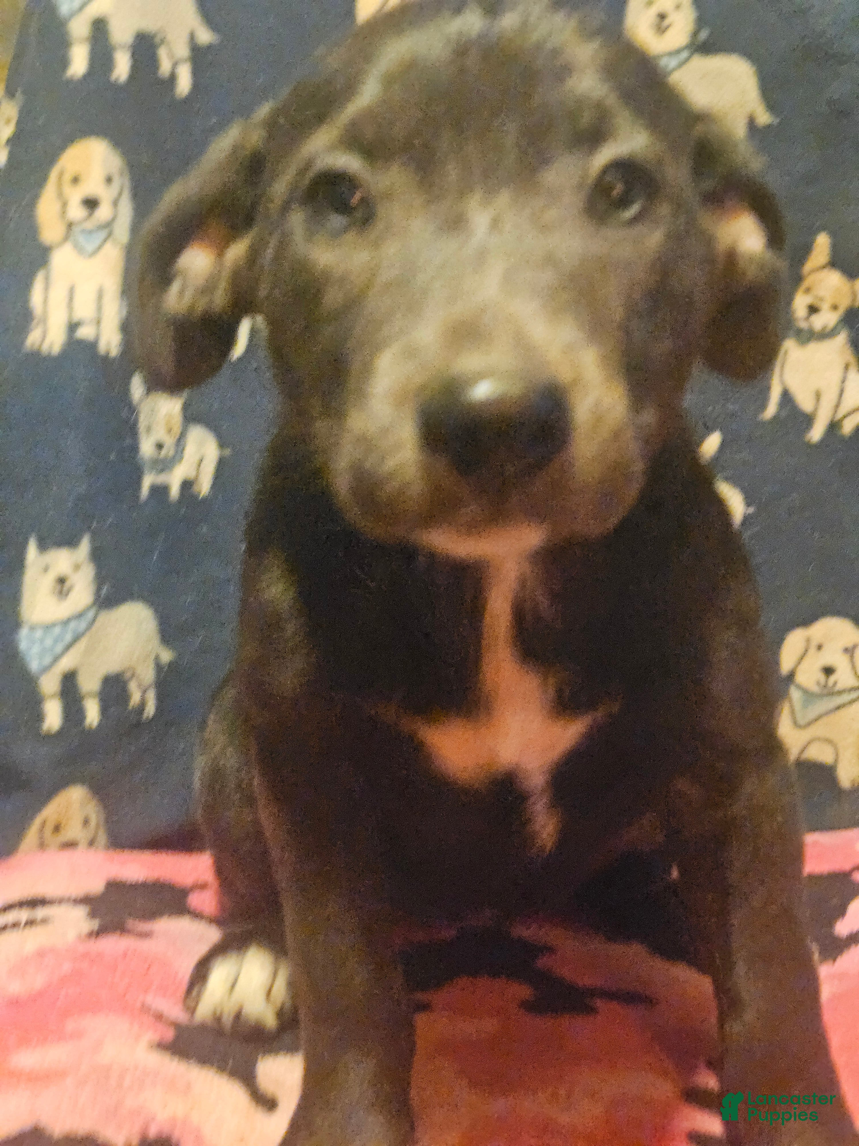 Border Collie dogs Filly "LILAC" w/Blue Eyes! - Ad 2