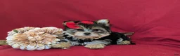Morkie dogs for sale: Kaila 6 lbs Full Grown - Ad 6