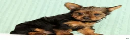 Yorkshire Terrier dogs for sale: Tinker - Ad 3