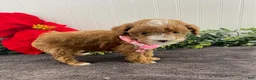 Toy Poodle dogs for sale: Katie-tiny - Ad 2