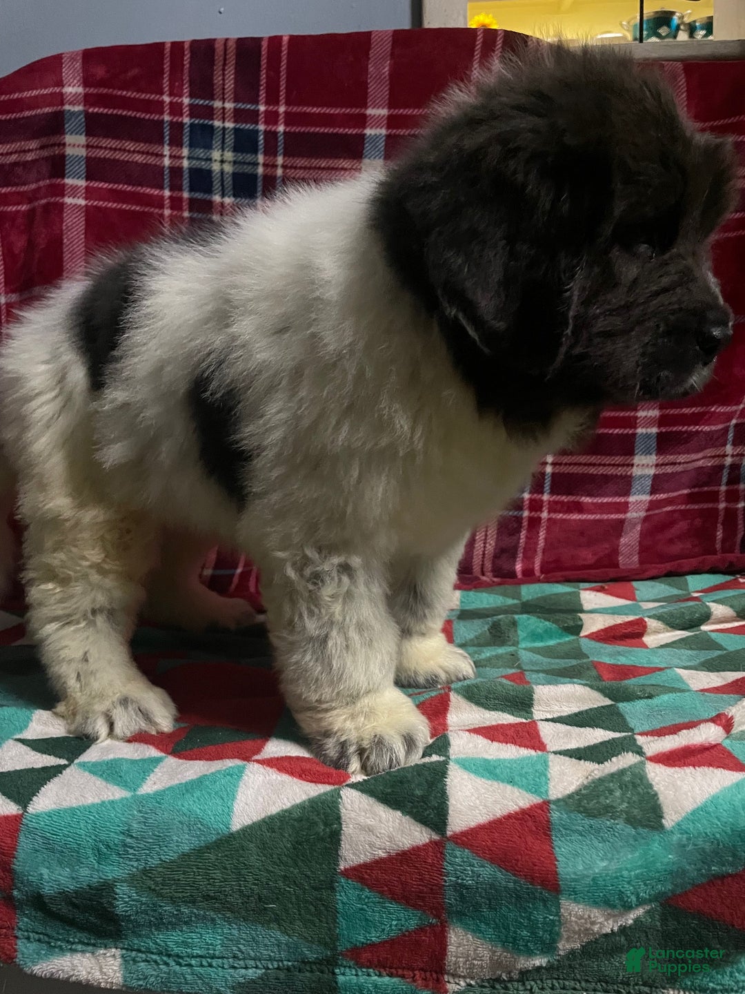 Newfoundland dogs for sale: Newfoundland Puppy 3 - Ad 6