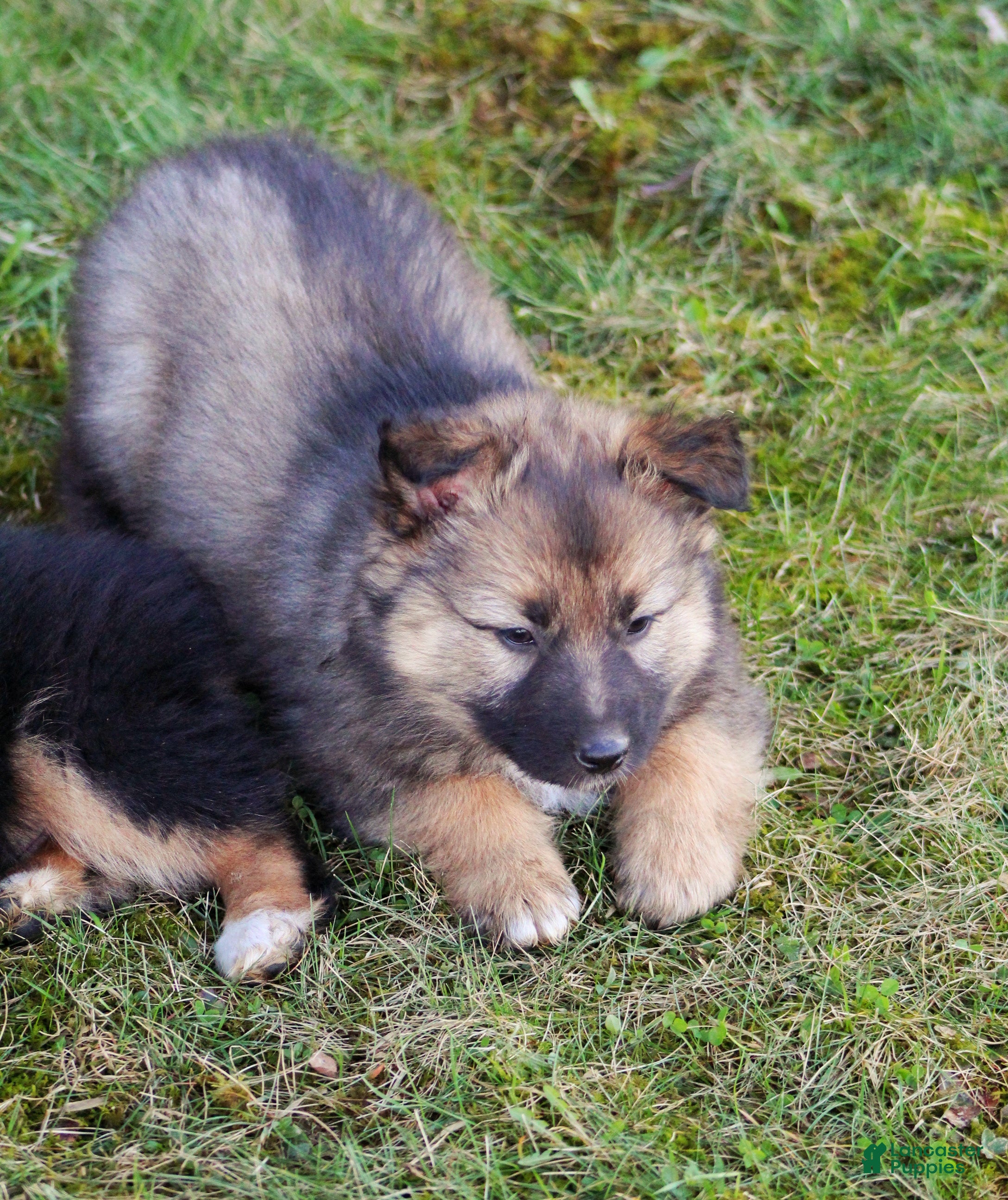 Mixed Breed dogs Rusty  - Ad 2