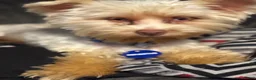 Yorkshire Terrier dogs for sale: Yorkshire Terrier 2 - Ad 4