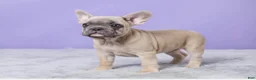 French Bulldog dogs for sale: Thomas - Ad 3