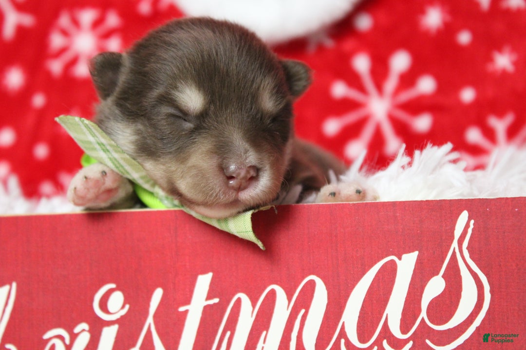 Pomsky dogs for sale: Duey  - Ad 8