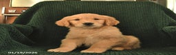 Golden Retriever dogs for sale: Rosie  - Ad 2